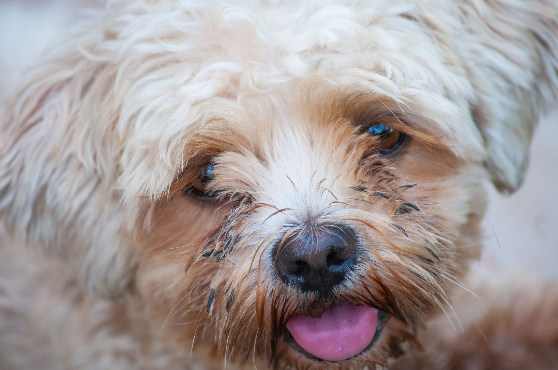 Adorable Shih Tzu dog with fluffy fur, tongue out, captured closely with a playful expression.