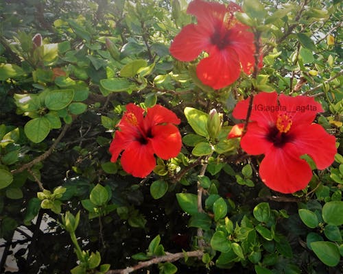 Immagine gratuita di albero dei fiori, bel fiore, bellissimo