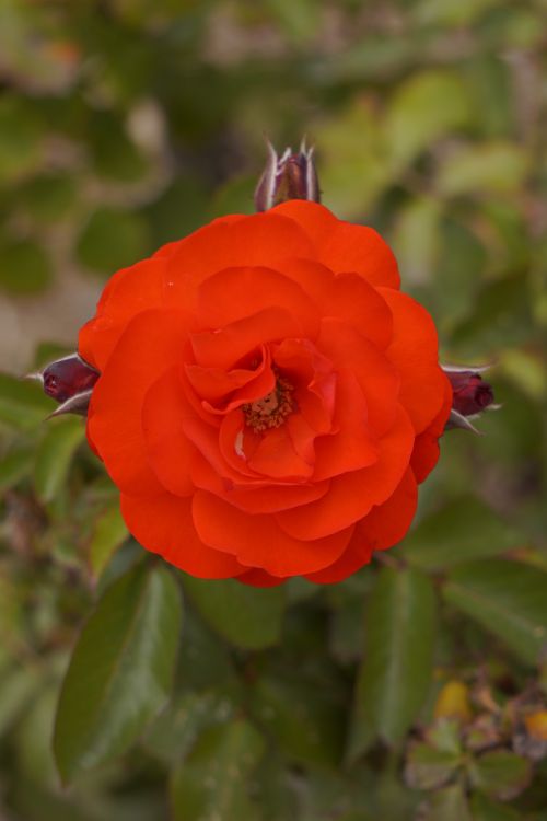 Free Close-up of a vibrant red rose in full bloom with soft green leaves in the background. Stock Photo