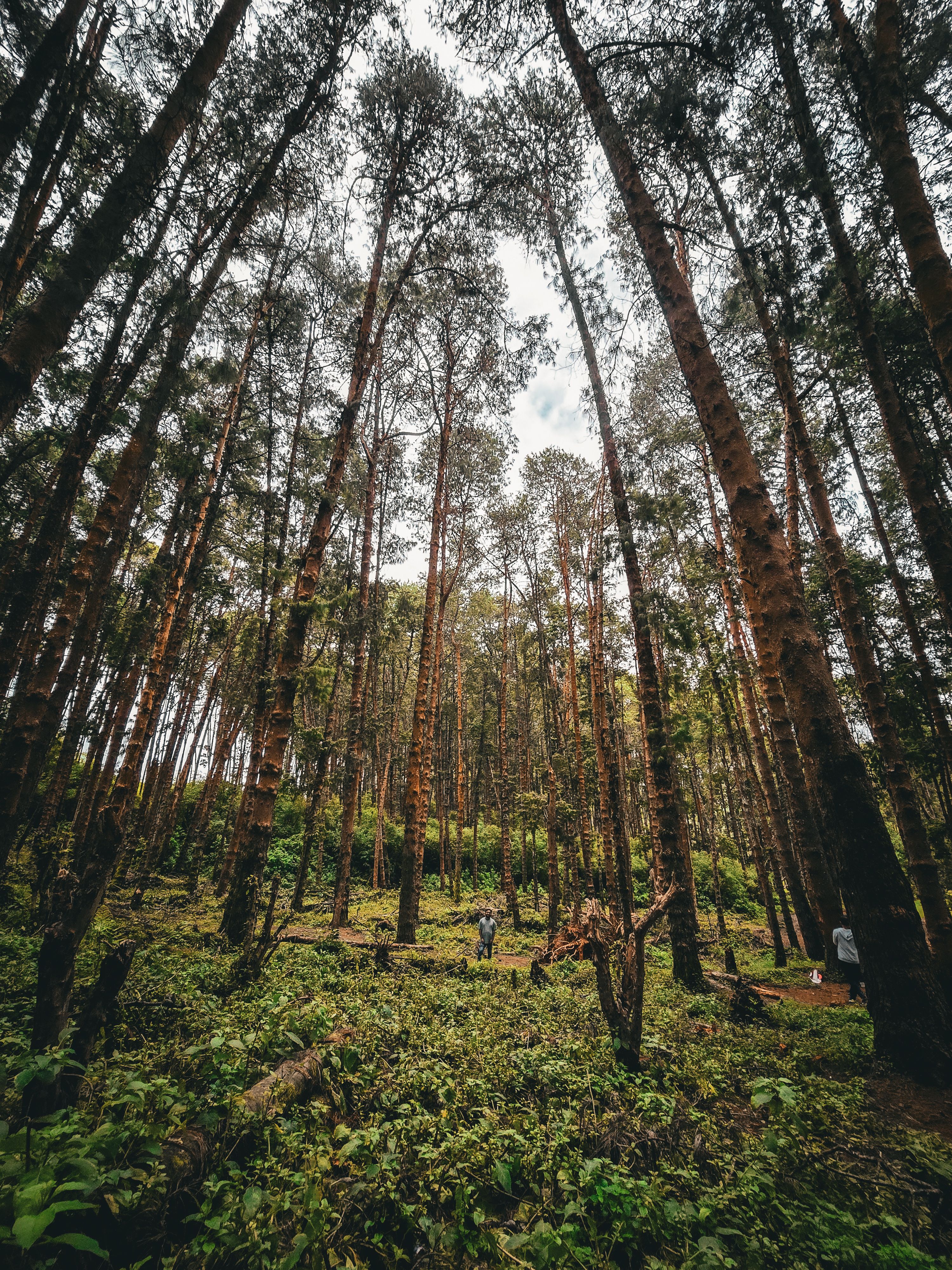 Tall Pine Forest with Leafy Underbrush
