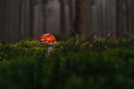 在黑暗神秘的森林景观中，红色鹅膏蘑菇的特写镜头