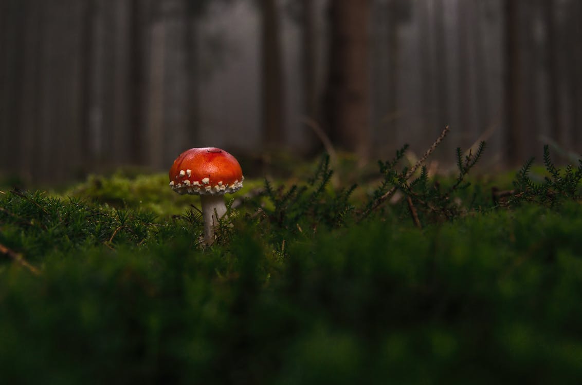 Free Red and White Mushroom Stock Photo