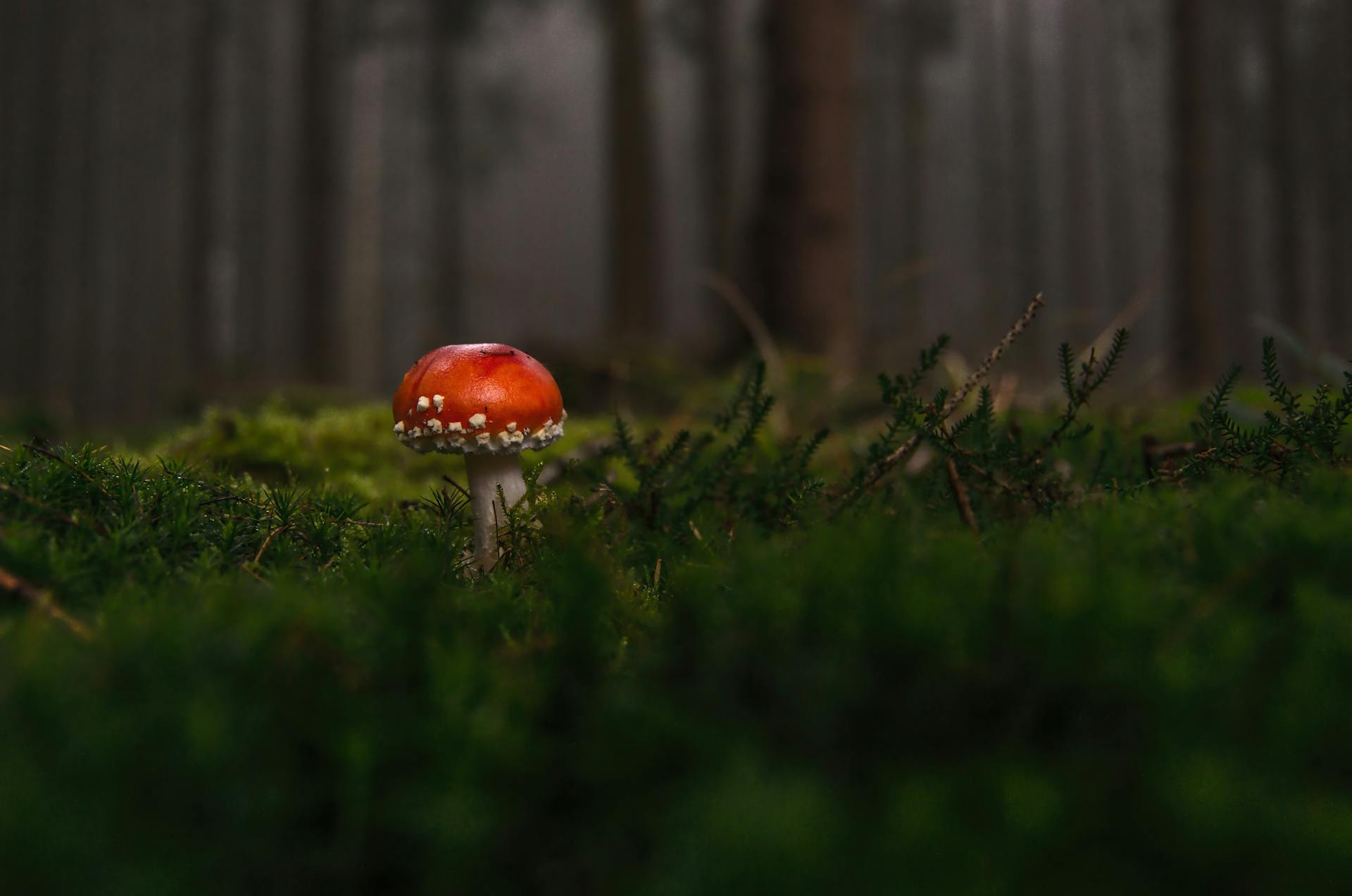 Red and White Mushroom