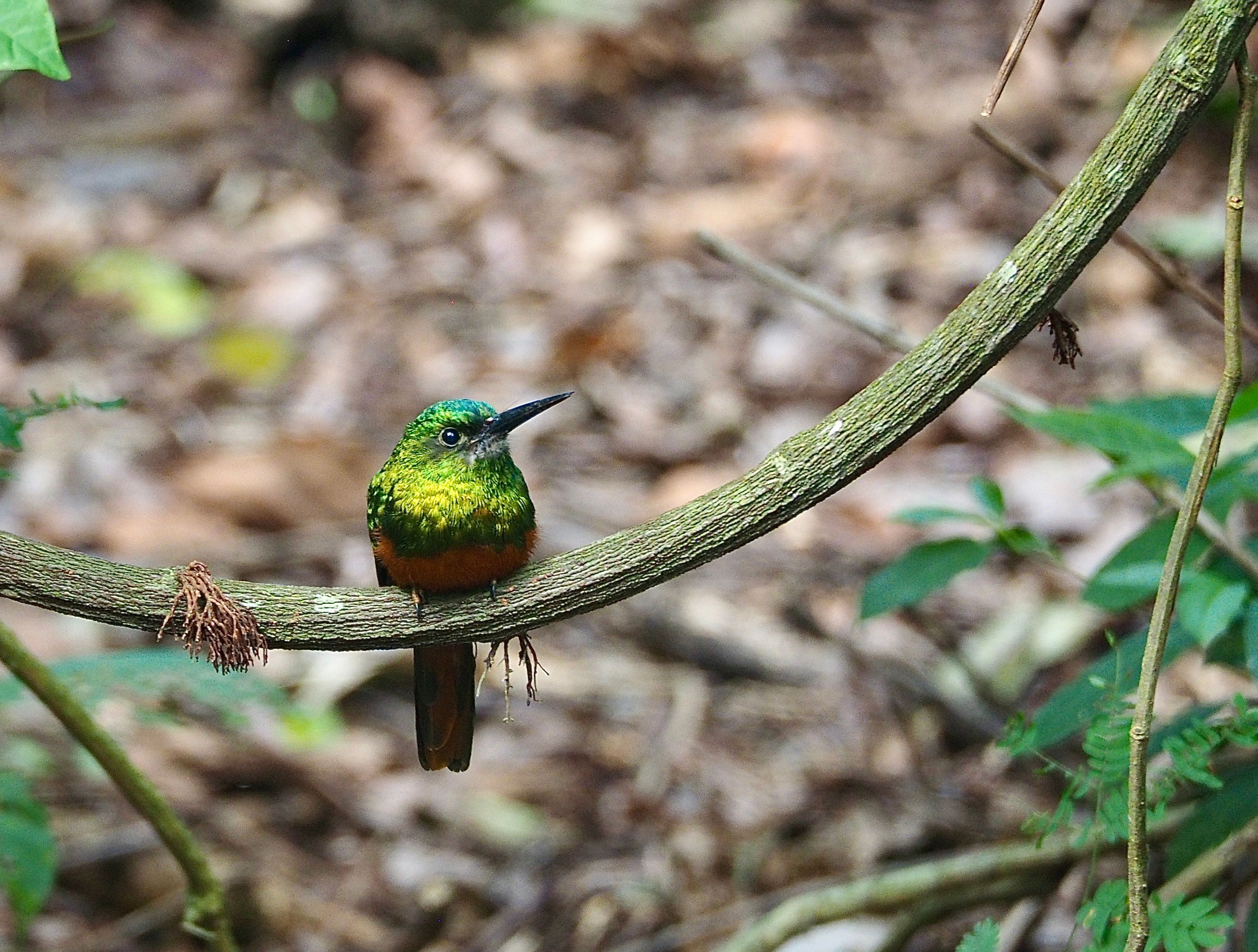 A colorful bird perched on a branch in Puerto Maldonado's rainforest, Peru.