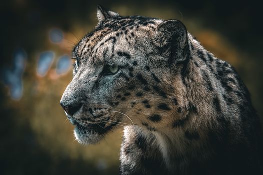 Close-up portrait of a snow leopard in its natural habitat, showcasing its striking features and fur patterns.