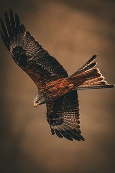 black kite bird brown plumage