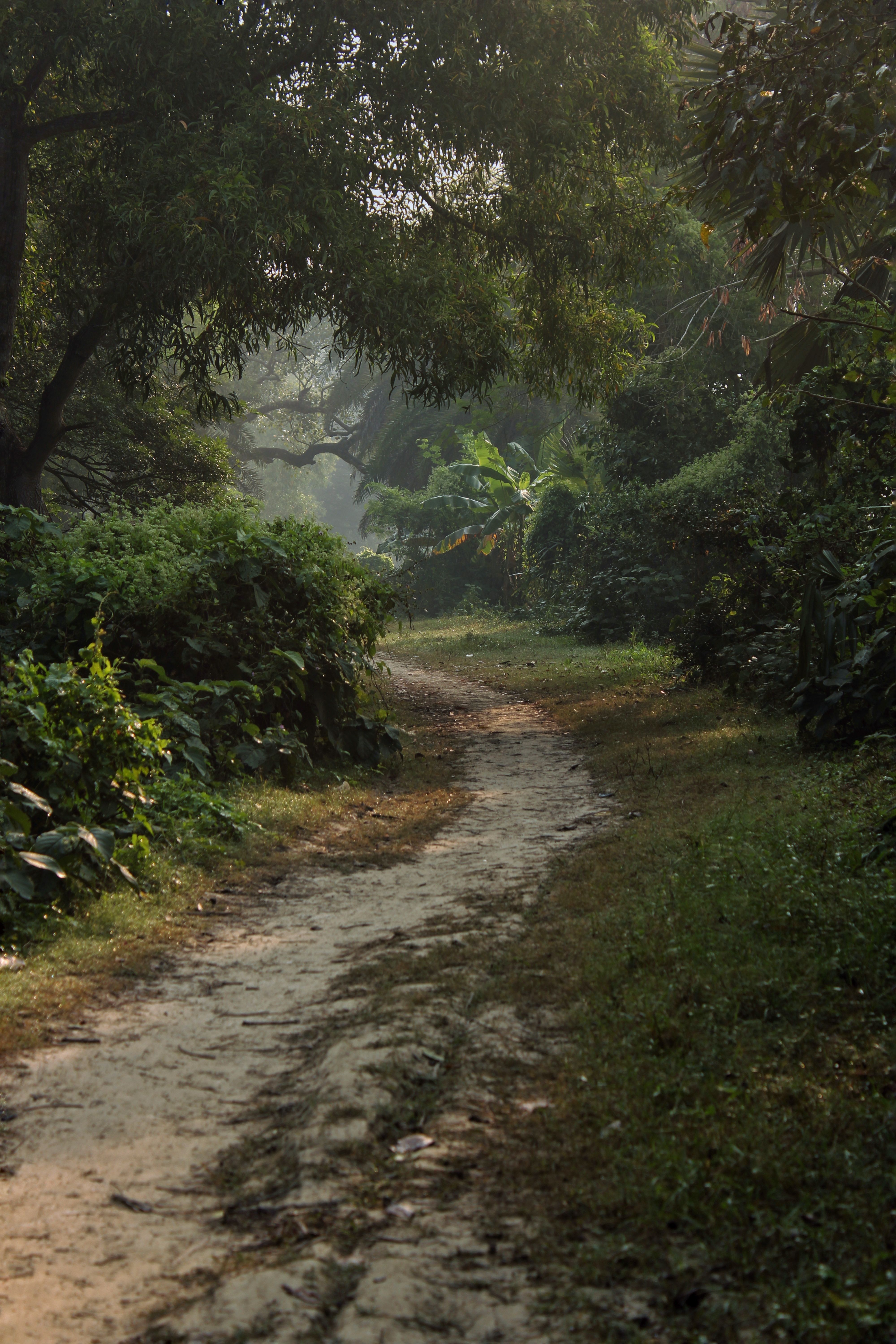 Serene Pathway in a Misty Indian Forest · Free Stock Photo
