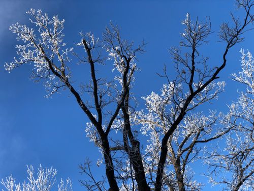 Free Stunning view of frost-covered tree branches set against a vibrant blue winter sky. Stock Photo
