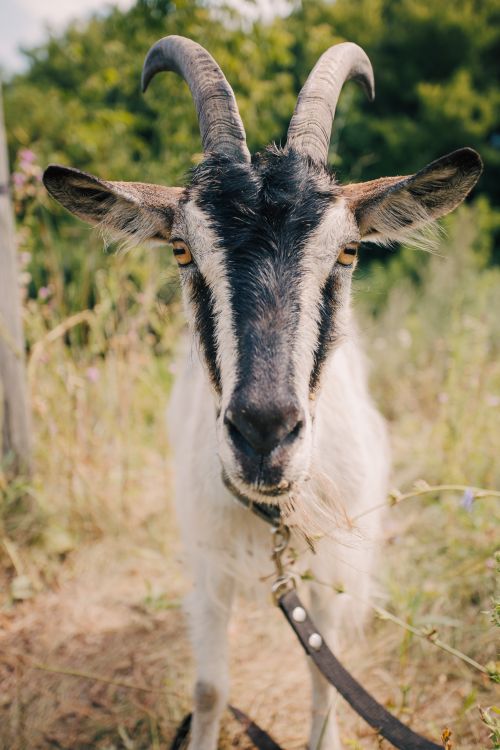 Free Close-up of a goat standing in a field, showcasing its curious expression in a natural habitat. Stock Photo