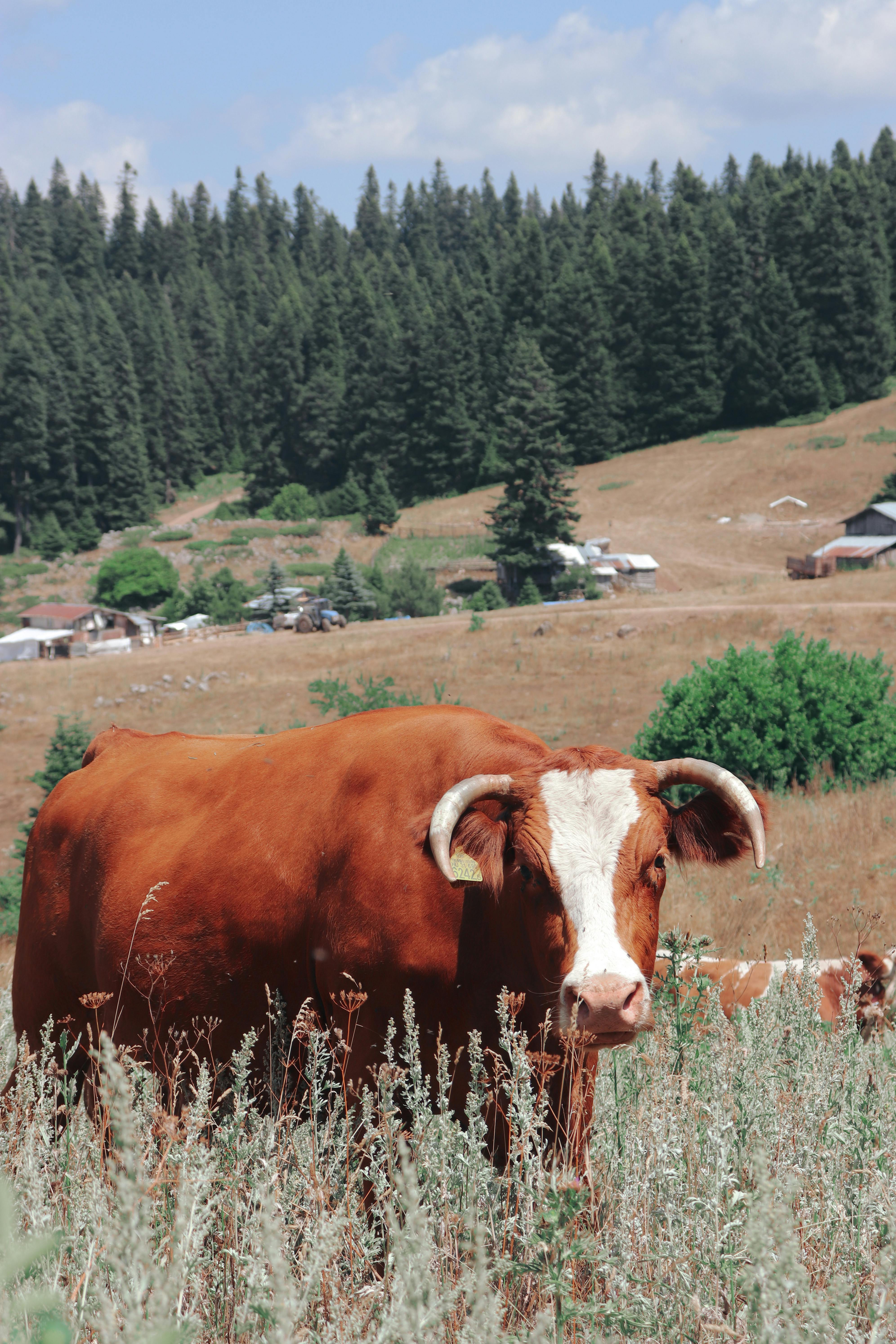 免費 一頭棕色的乳牛站在乾草叢中，背景是山脈和晴朗的天空。 圖庫相片