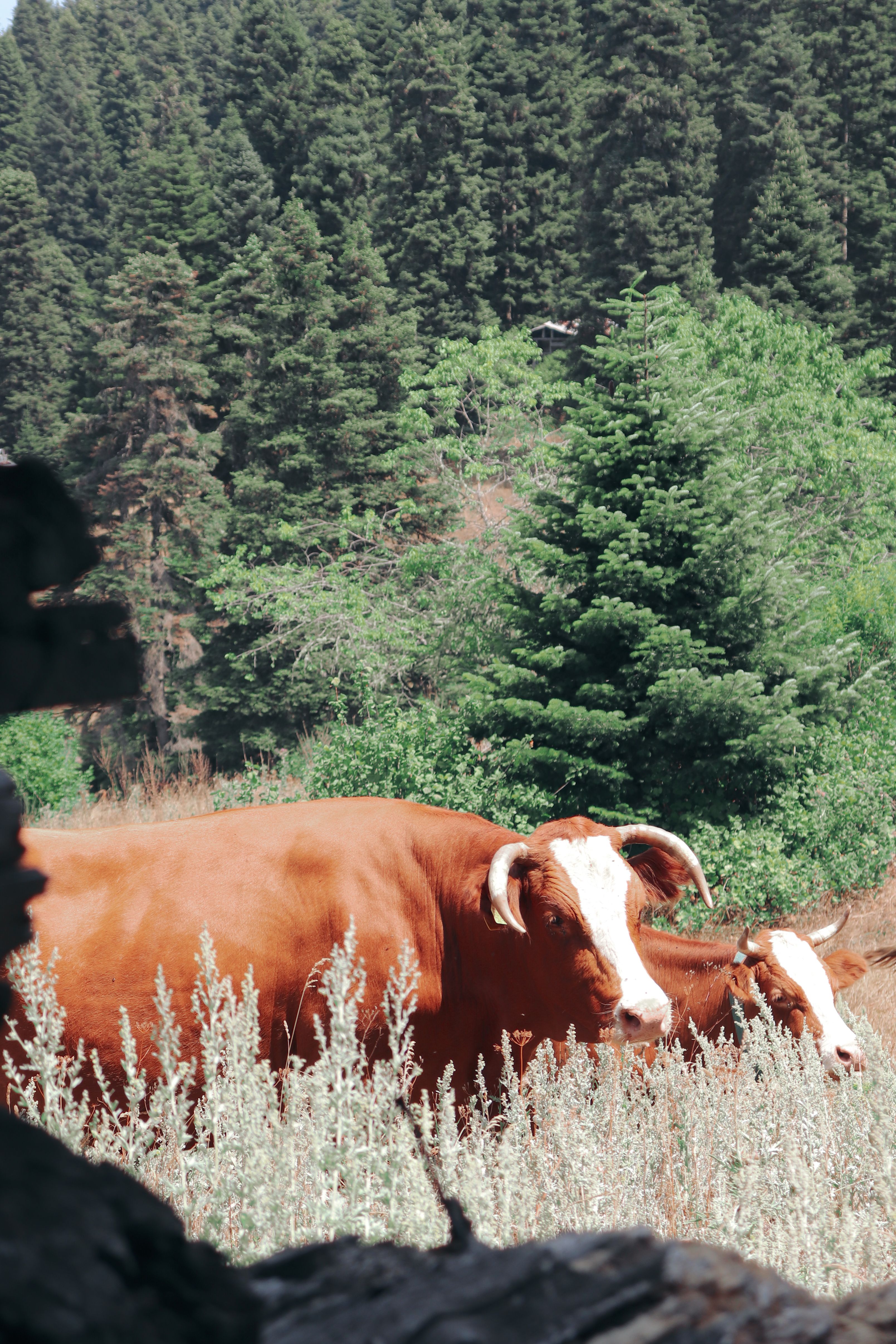 A pastoral scene of cows grazing in a verdant forest meadow under daylight.
