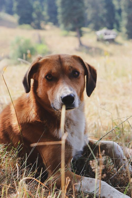 Free A relaxed dog lying in a sunny field during a bright day. Stock Photo