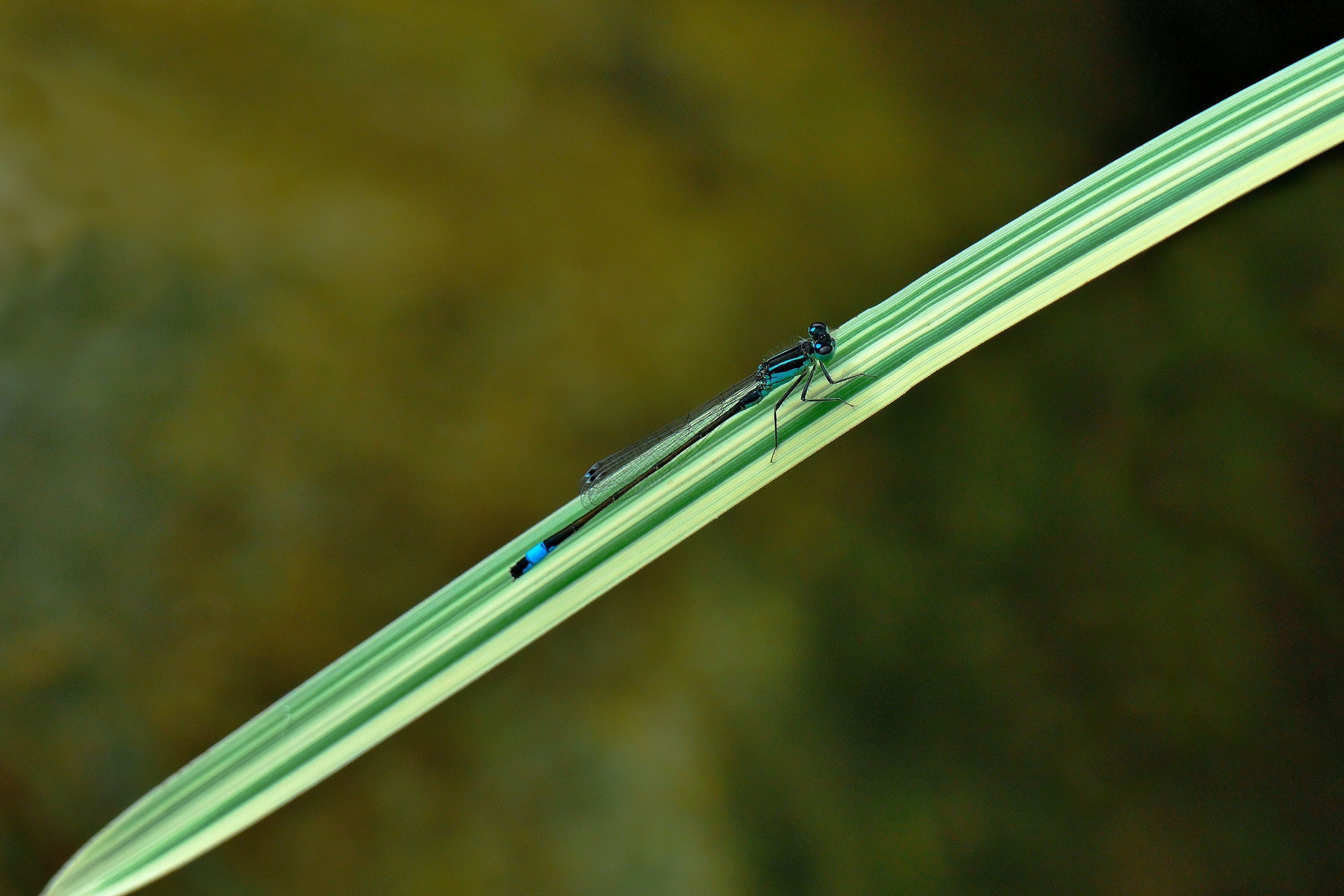 Close-up of a Blue Damselfly on Leaf · Free Stock Photo