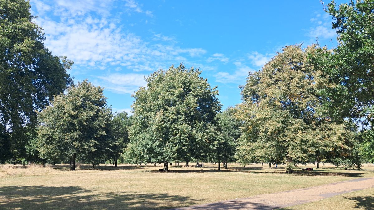 Zi însorită de vară în Hyde Park din Londra, cu copaci înalți și iarbă verde