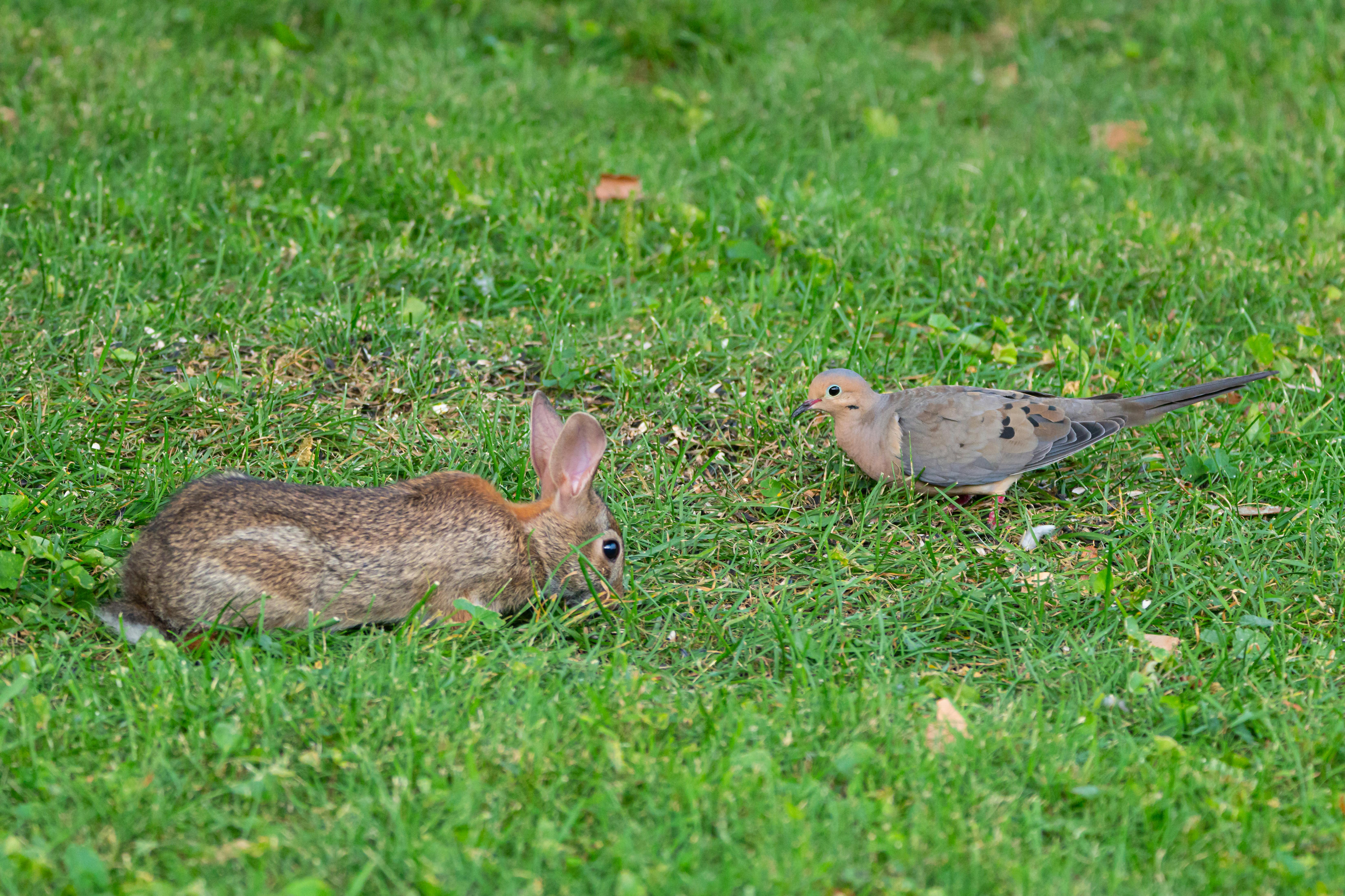 Wild rabbit and mourning dove spotted on grass in Canonsburg, Pennsylvania.