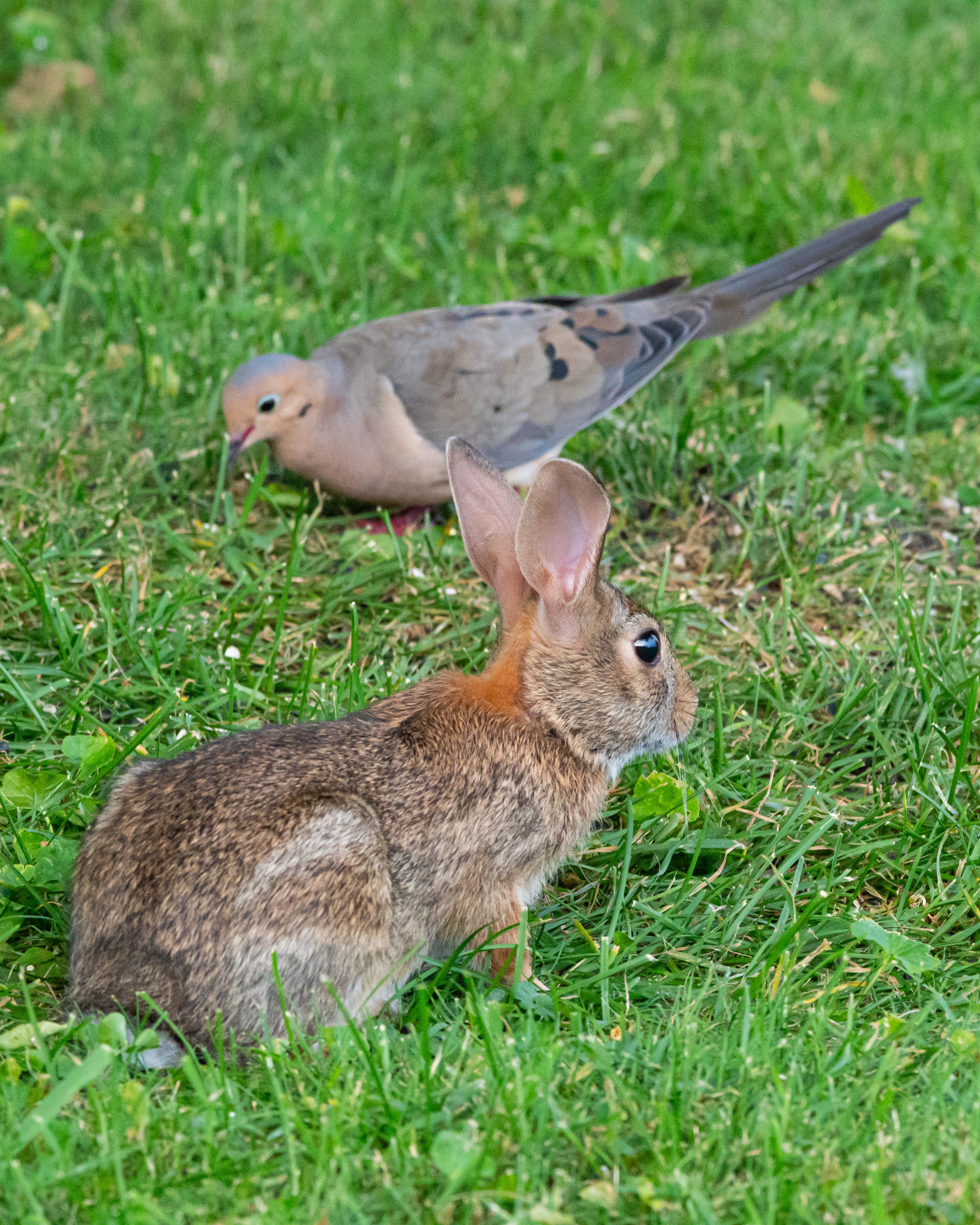 A wild rabbit and mourning dove in green grass, Canonsburg.