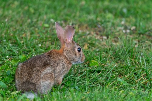 Free Close-up of an Eastern Cottontail rabbit sitting in lush green grass in Canonsburg, Pennsylvania. Stock Photo