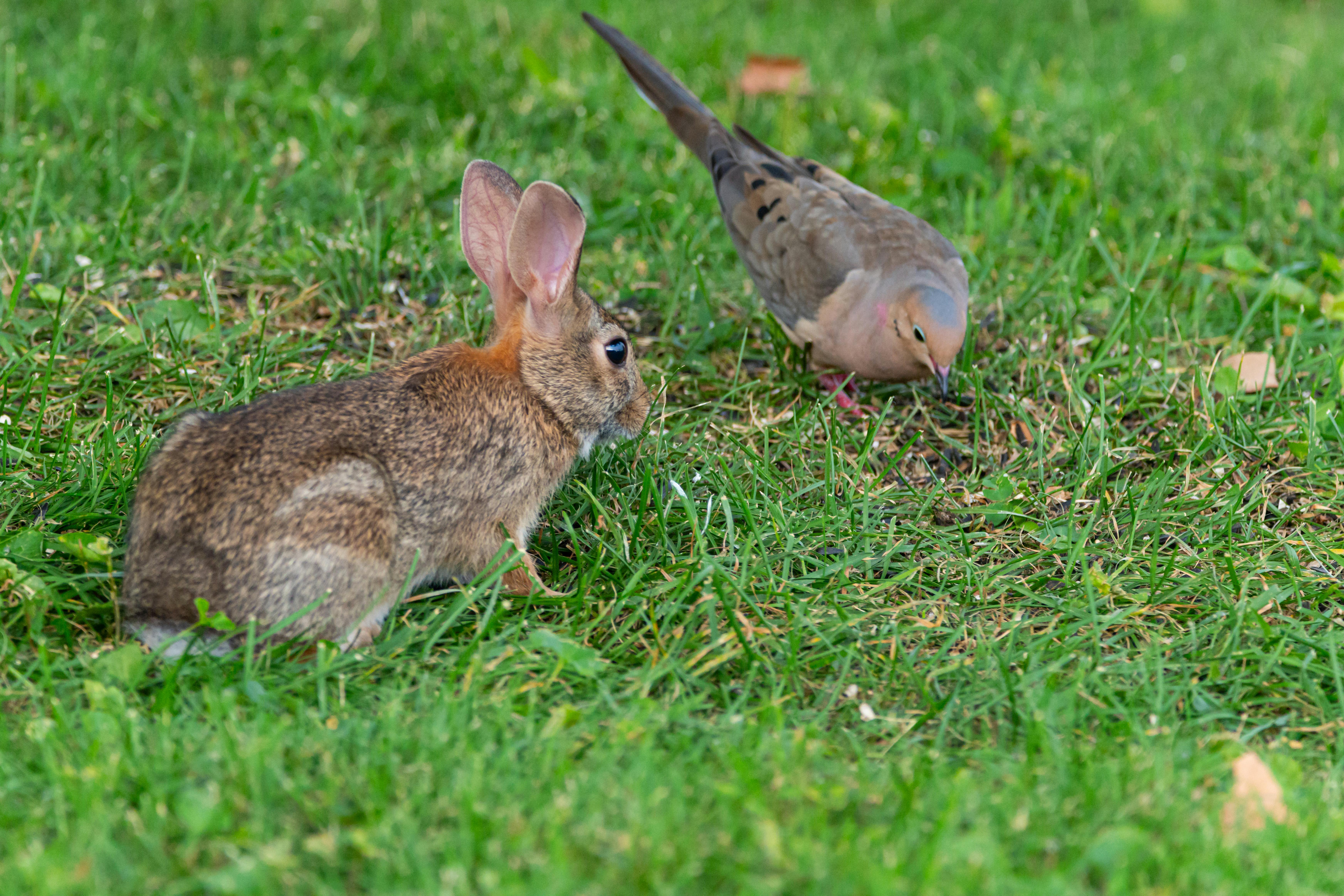 A wild rabbit and a mourning dove foraging in a grassy area in Canonsburg, PA.