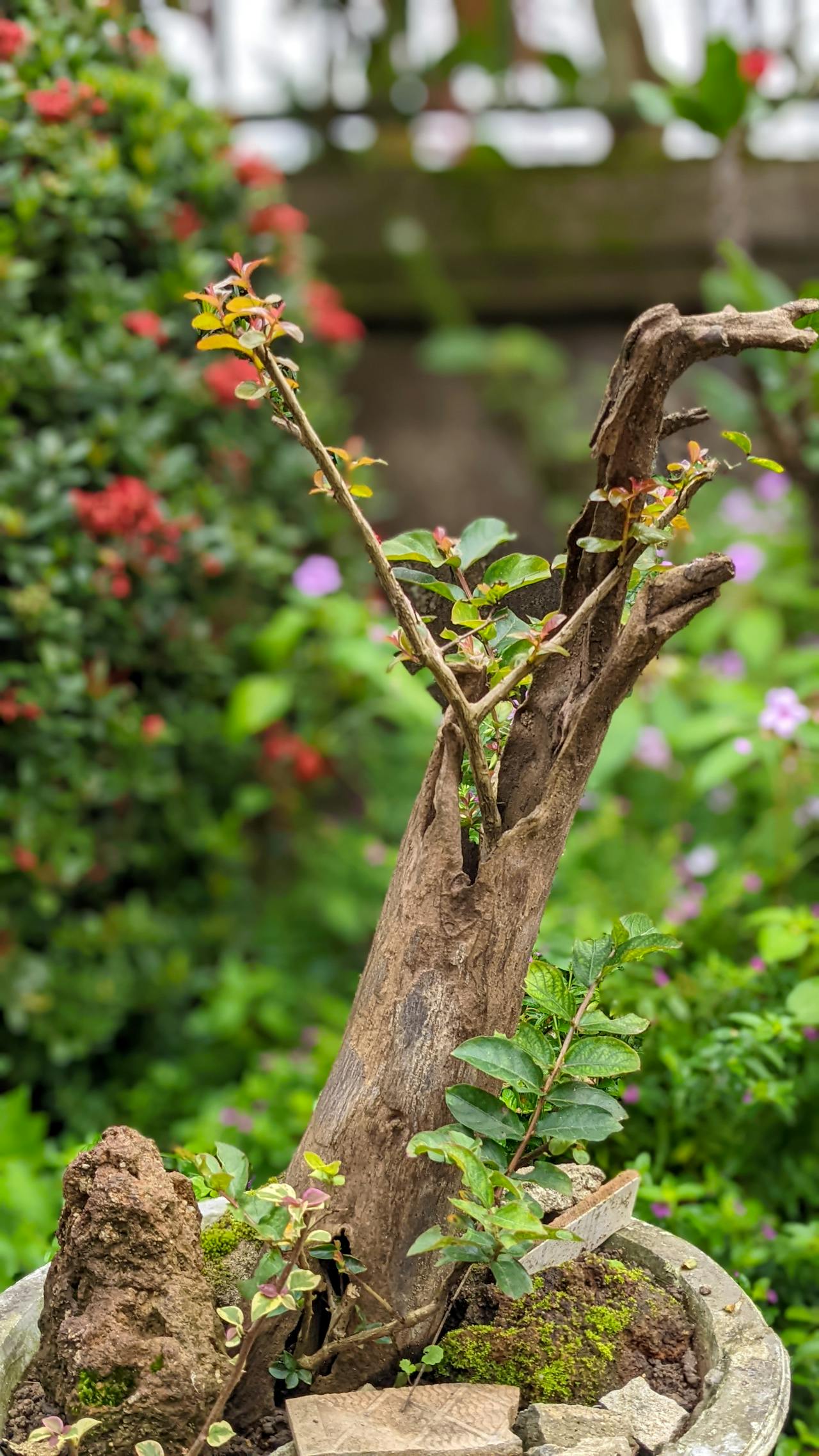 C0 | Thời kỳ hiện đại hóa và Kế mông của cộng đồng Do Thái (Đang hoàn thiện)