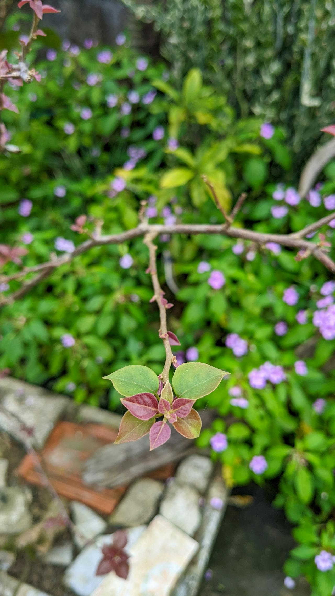 Thần điêu hiệp lữ | Chương 22