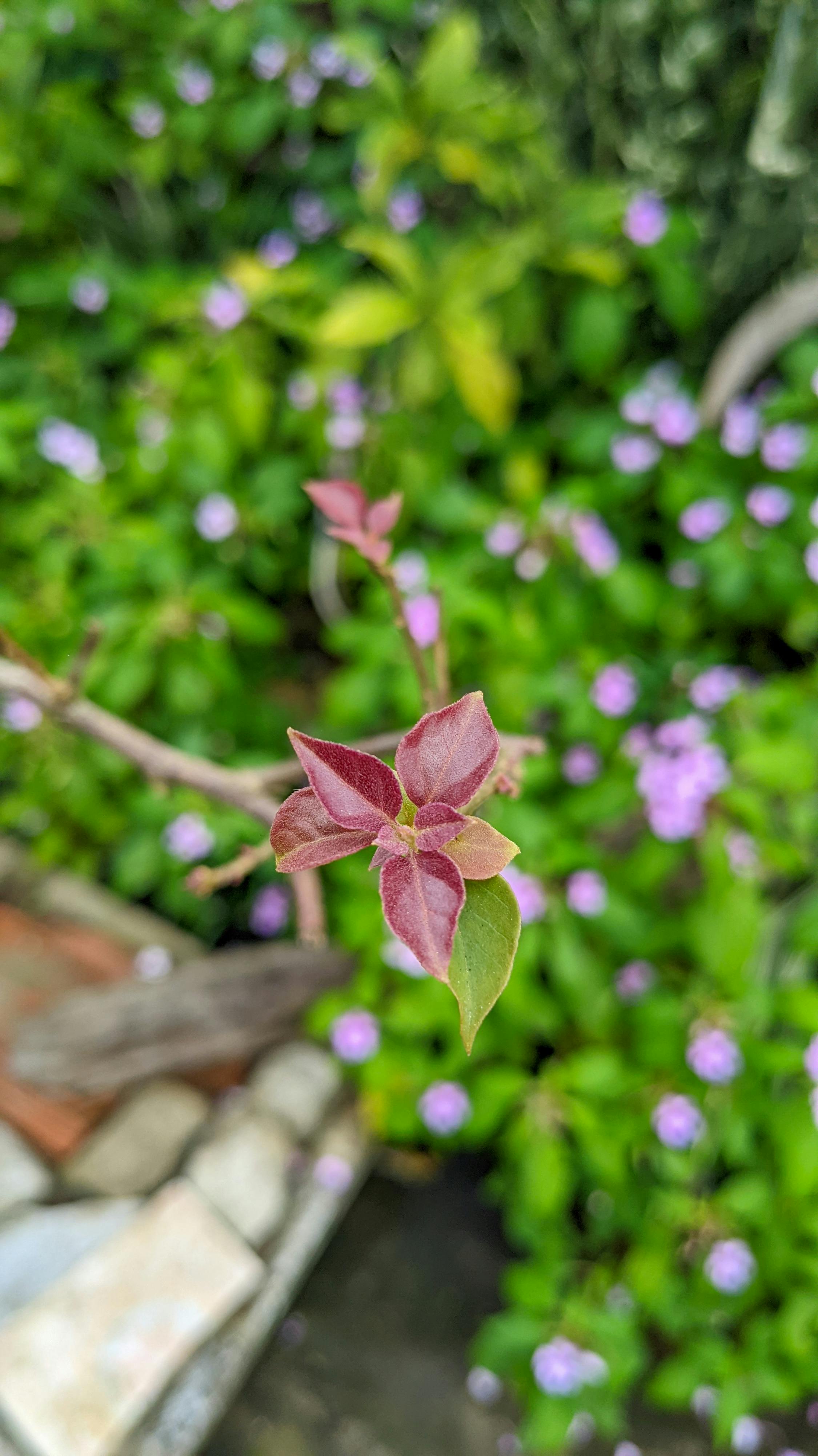 Đường xưa mây trắng | Chương 61 912 – thu vien, van hoc, van hoc viet nam, doan van, ton giao, phat giao, thien van, thuc hanh ton giao, thich nhat hanh, duong xua may trang, duong xua may trang chuong 62, duong xua may trang 62.