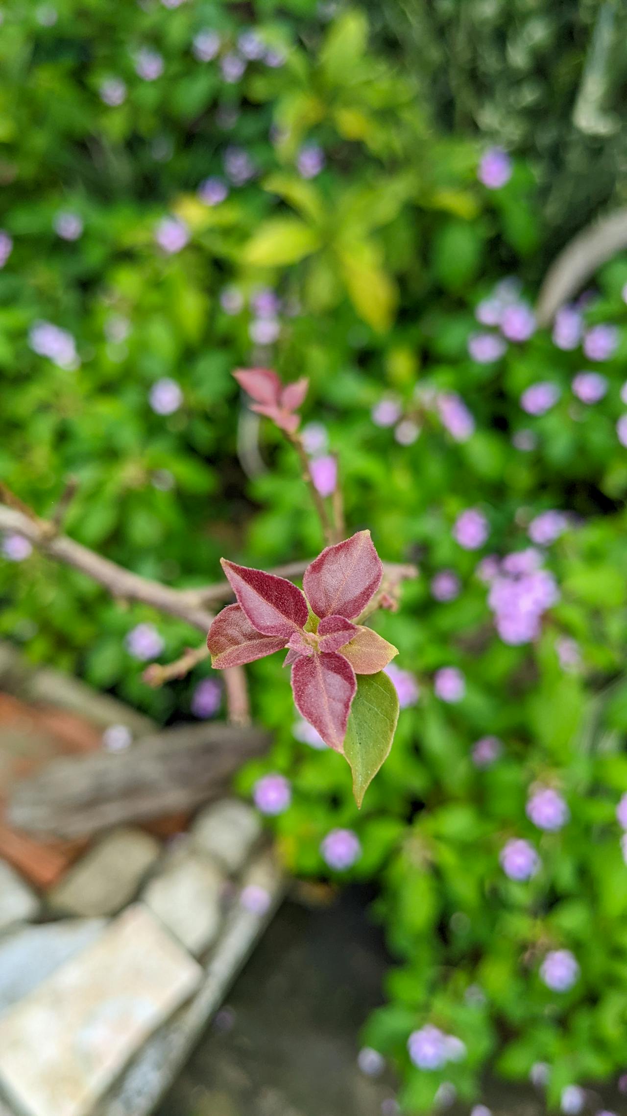 Tiến hóa là sự sống của kẻ thân thiện nhất