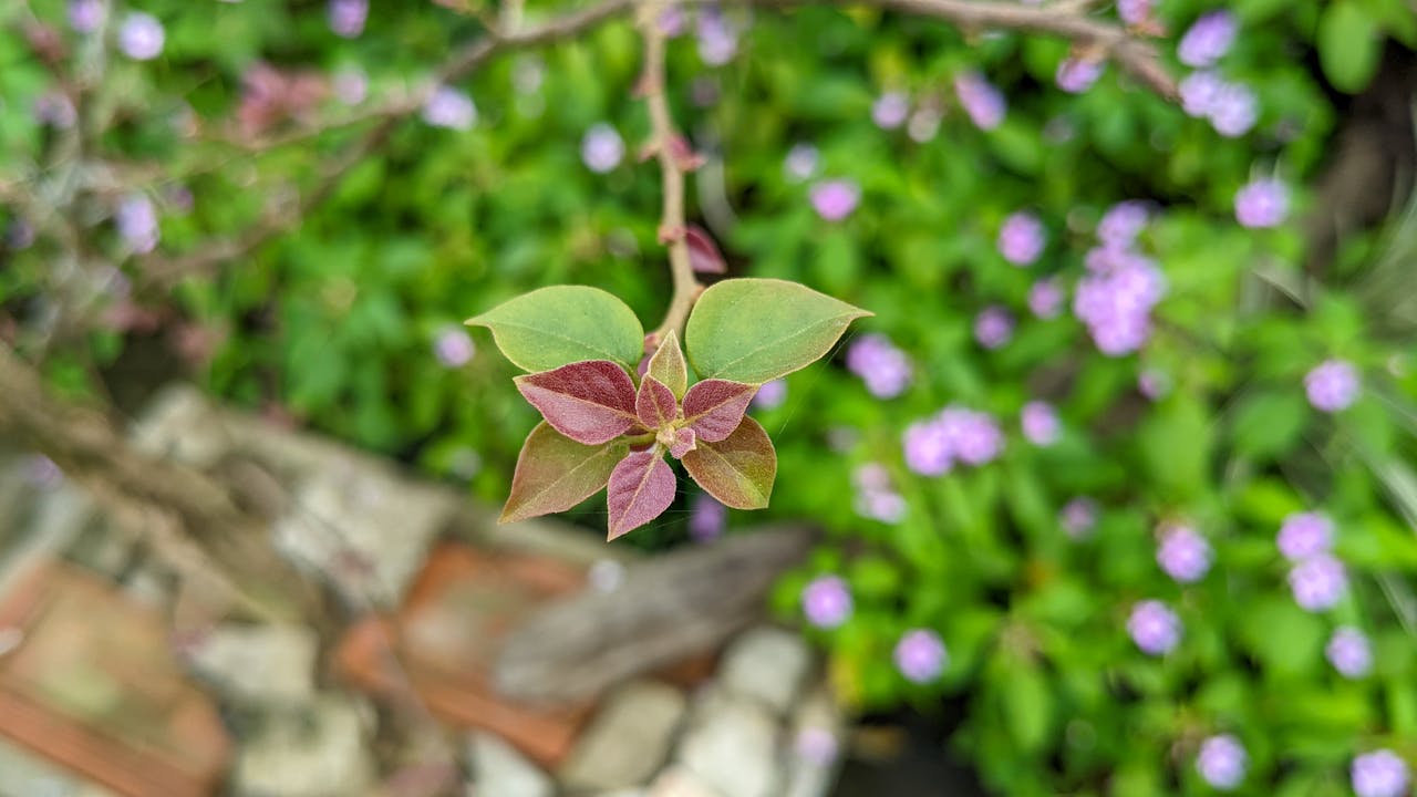 Niên lịch miền gió cát | Chương 04