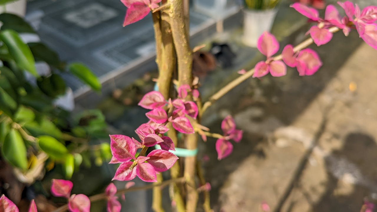 Viết đoạn văn giới thiệu bản thân lớp 6