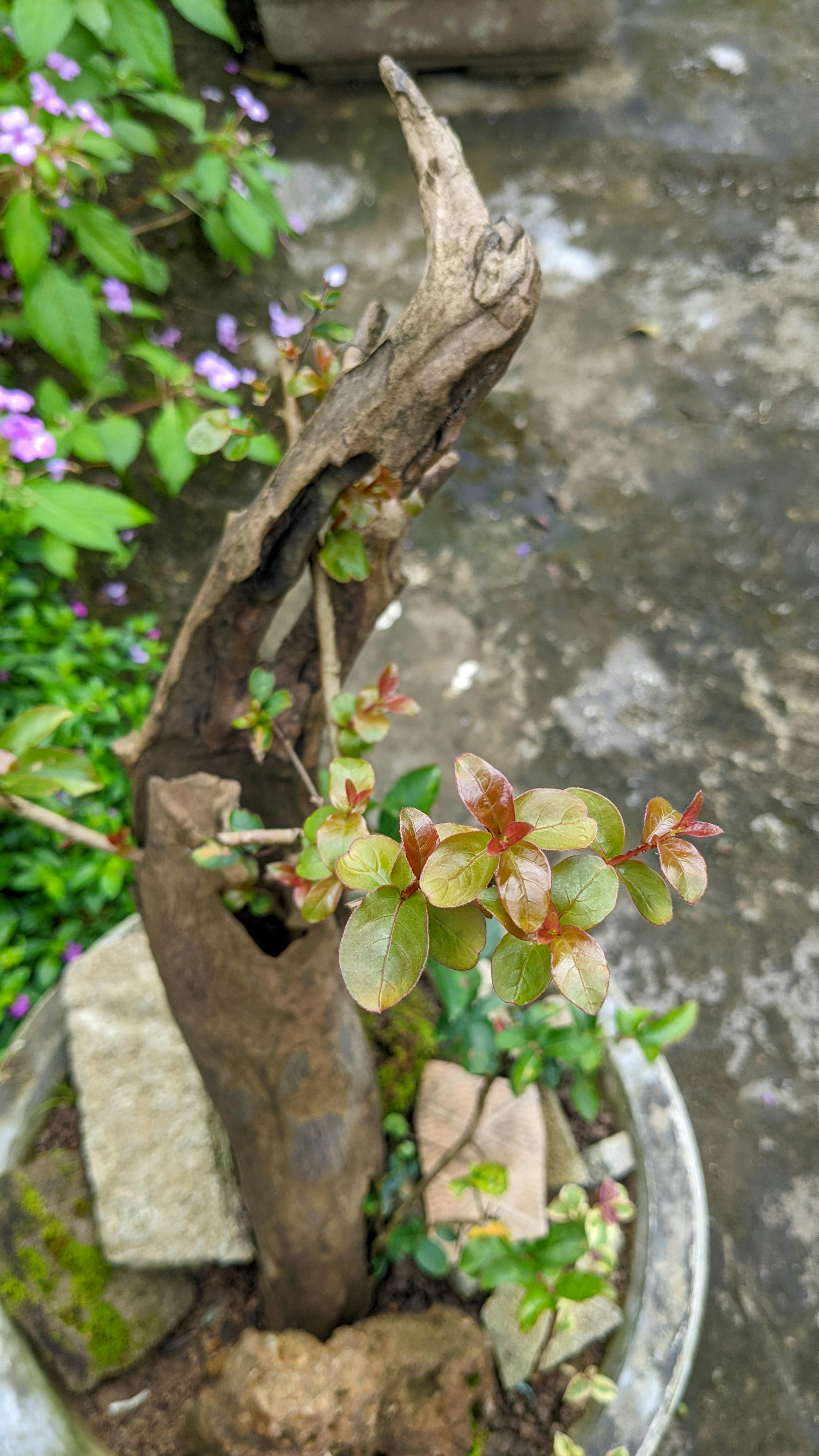 Con số 1/137 xuất hiện khắp nơi trong tự nhiên 785 – khoa hoc, vu tru, vat ly thien van, khoa hoc vu tru, vat ly luong tu, luong tu hoc, tu nhien, con so toan hoc, so 137, so 1, so hoc tu nhien.