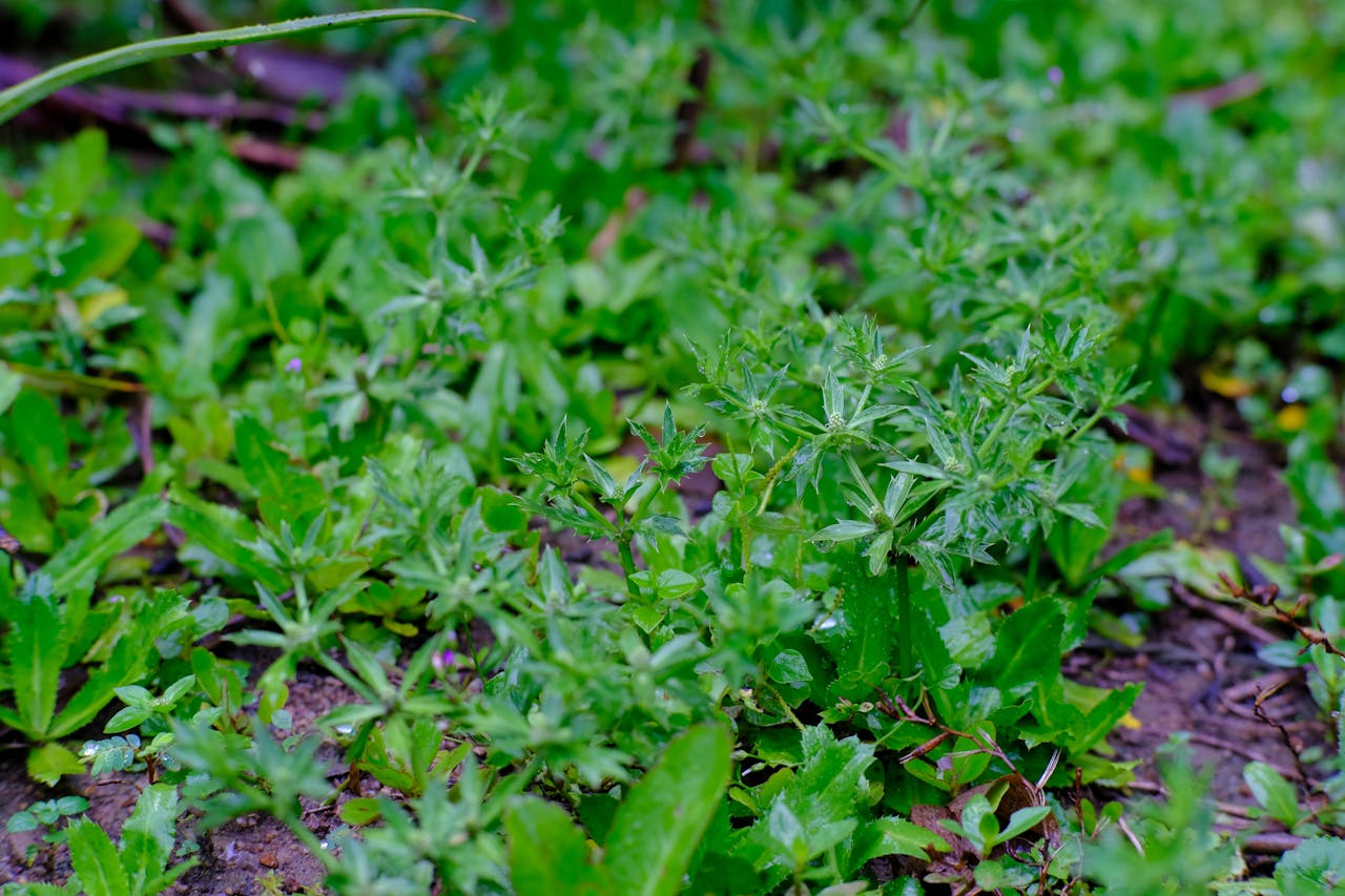 Cốt truyện là gì?