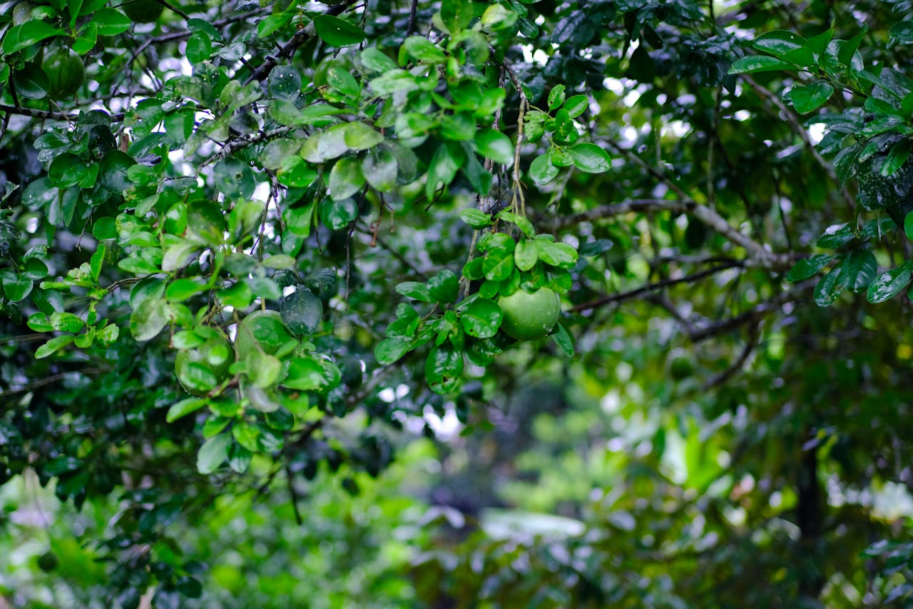 Giáng Sinh không phải là lễ hội đạo giáo bị đánh cắp