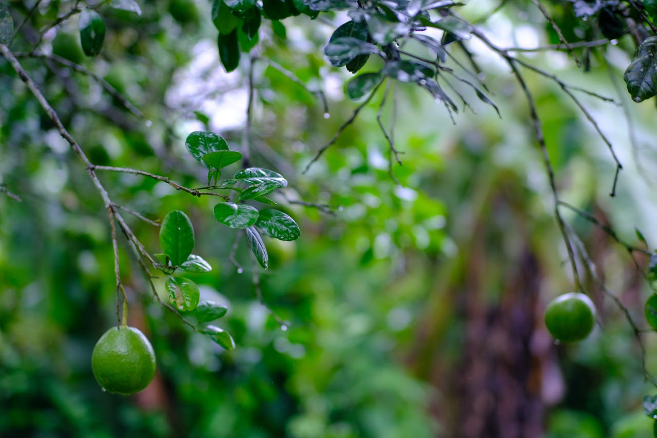 Chim sử dụng rối lượng tử để điều hướng