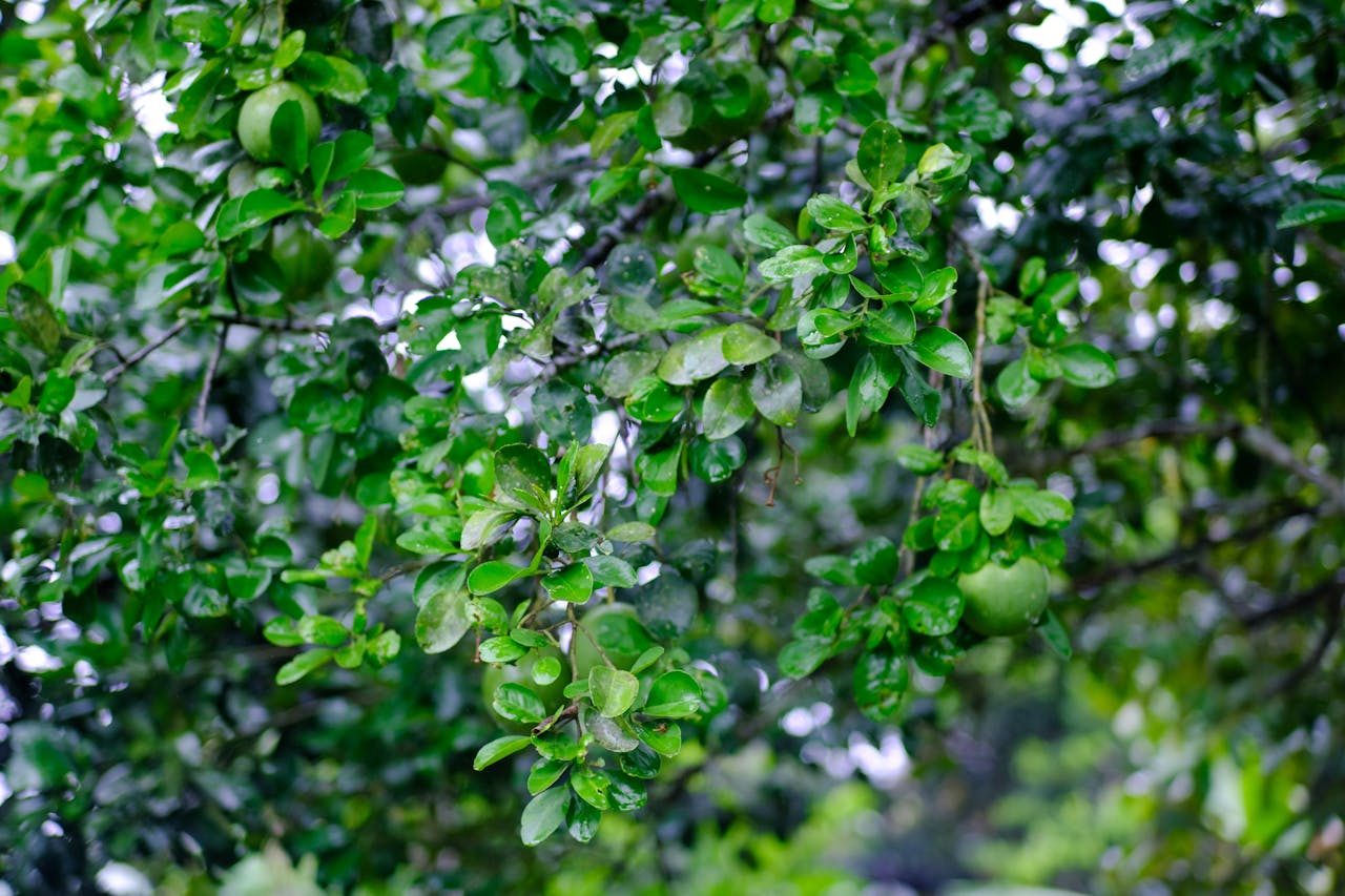 Thám tử lừng danh Conan | Chương 0829