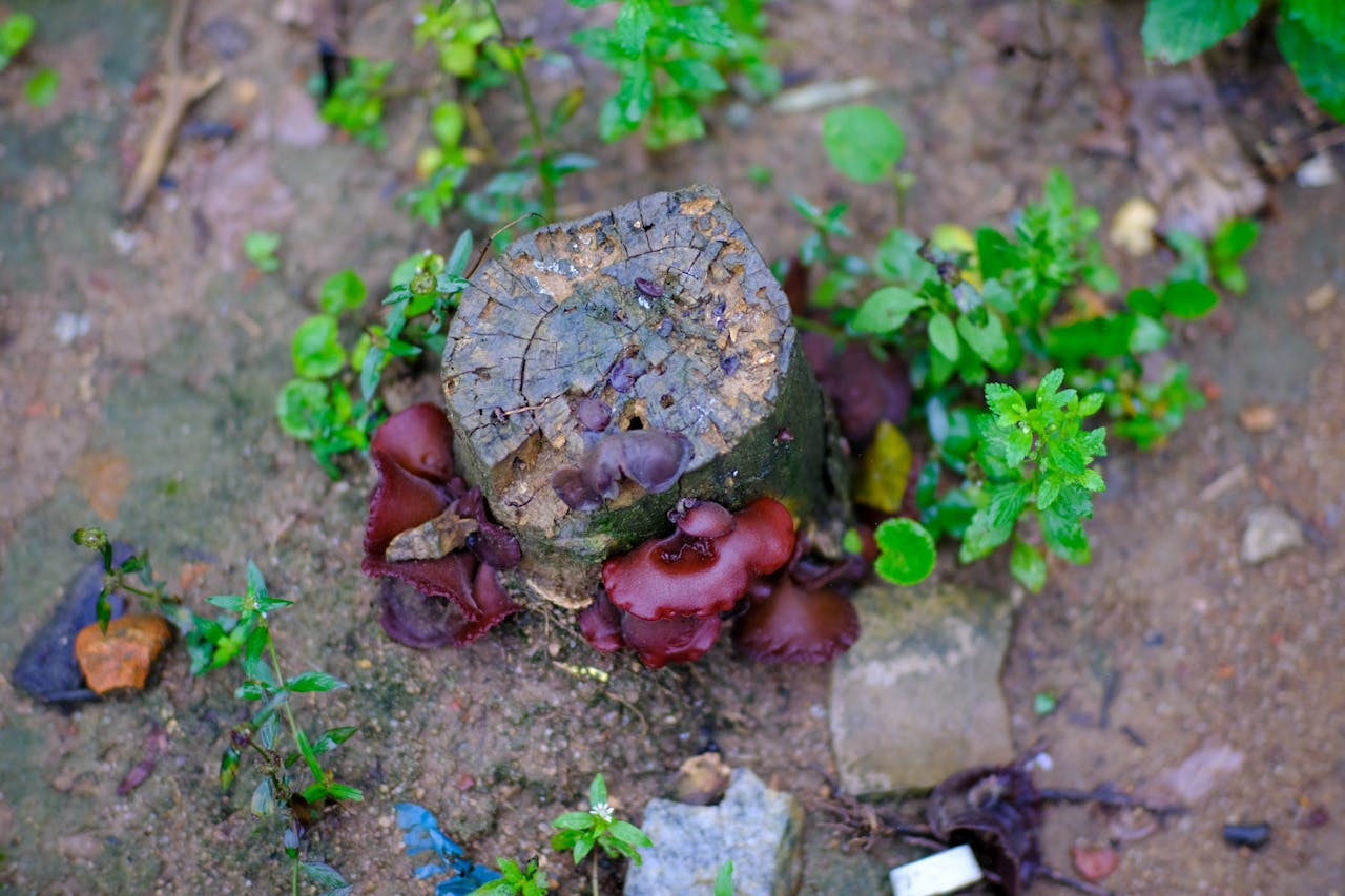 Tiểu sử nhà thơ Thanh Hải