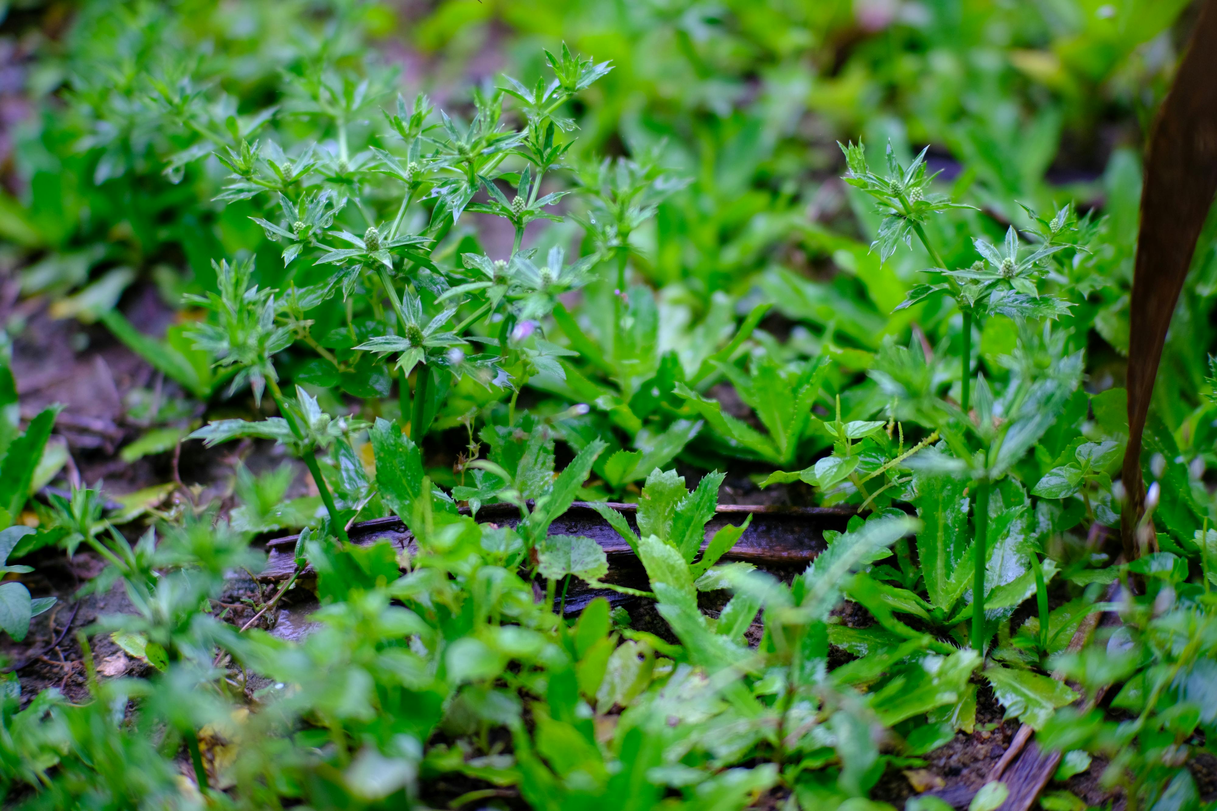 Trung tâm nghiên cứu văn học, phát triển nhà văn Việt Nam