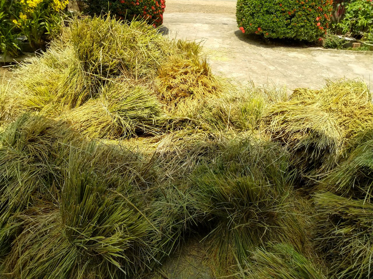 Chim lửa | Chương 23