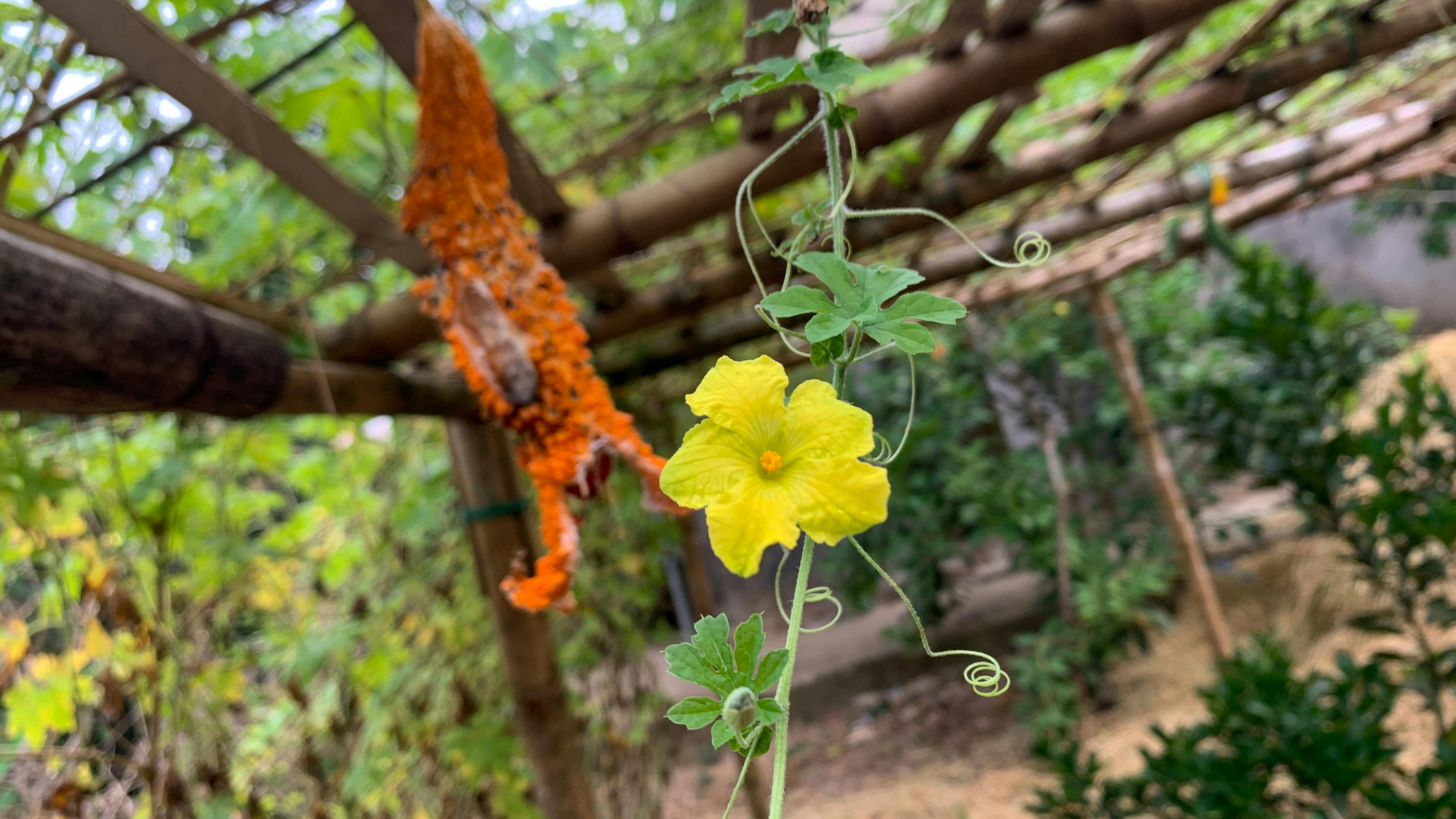 Trung tâm nghiên cứu văn học, phát triển nhà văn Việt Nam