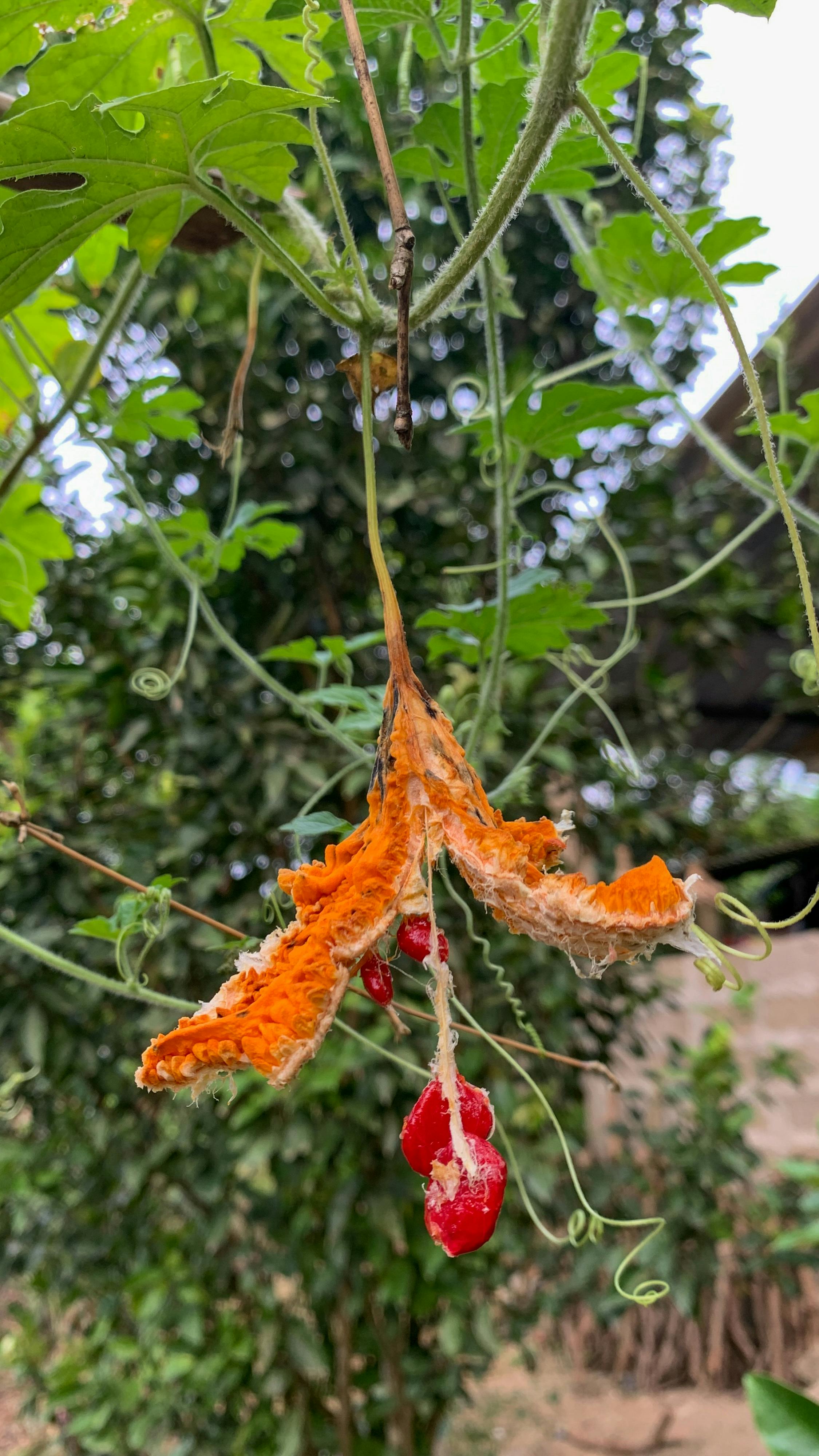 Trung tâm nghiên cứu văn học, phát triển nhà văn Việt Nam