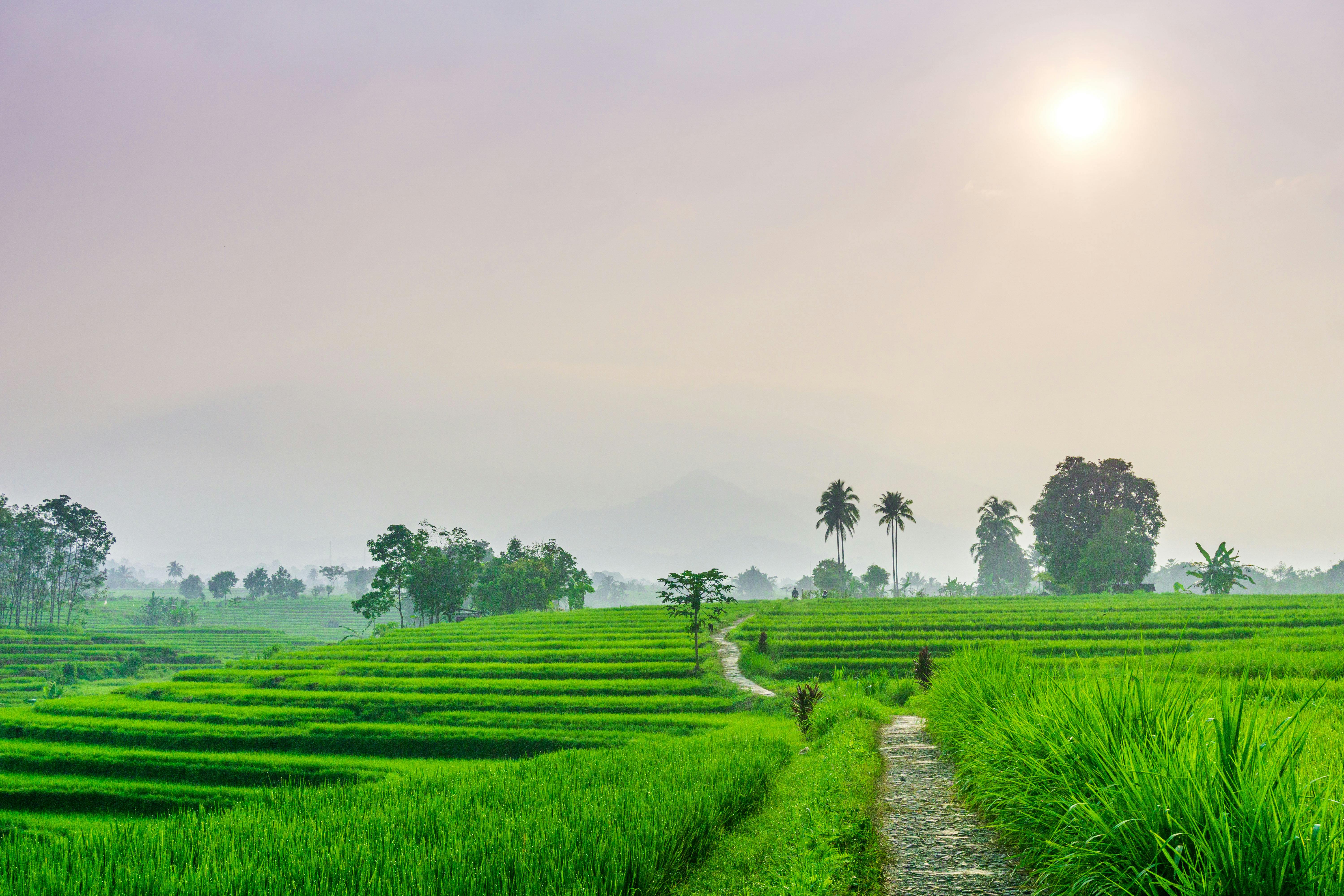 beautiful morning view from Indonesia of mountains and tropical forest