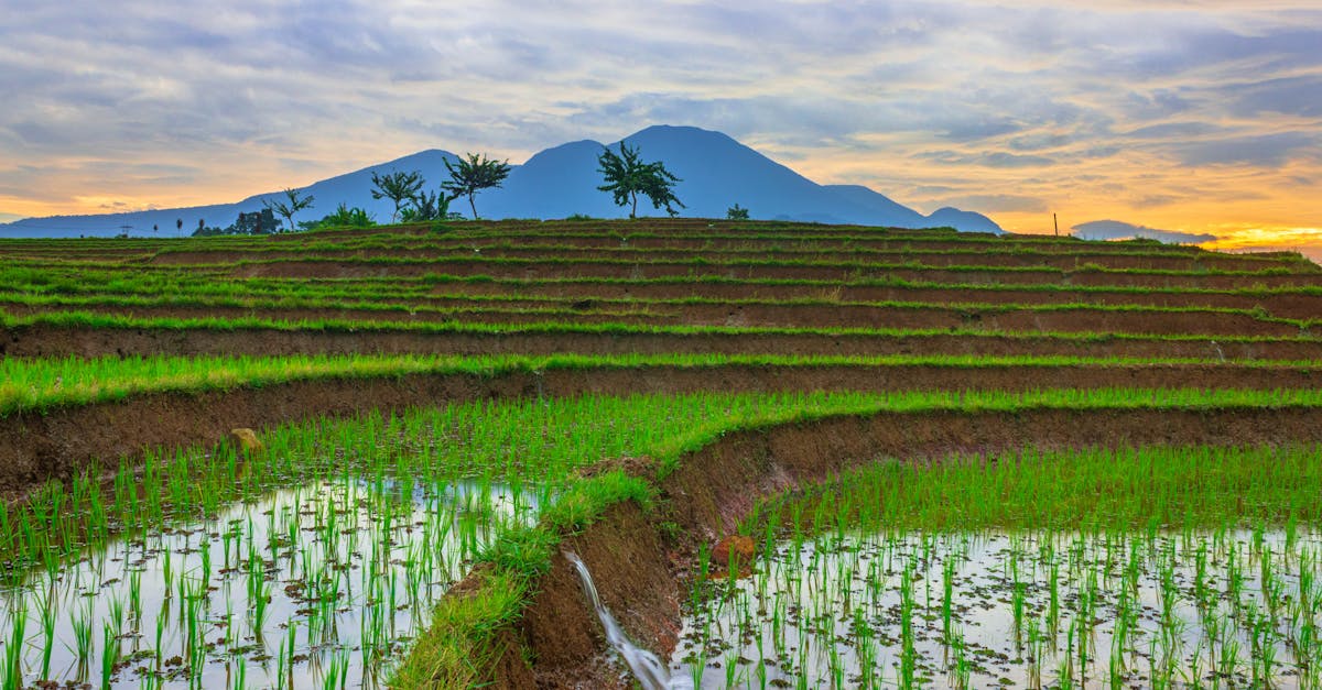 外觀與食味大比拼 草屯稻米達人選拔賽精彩回顧