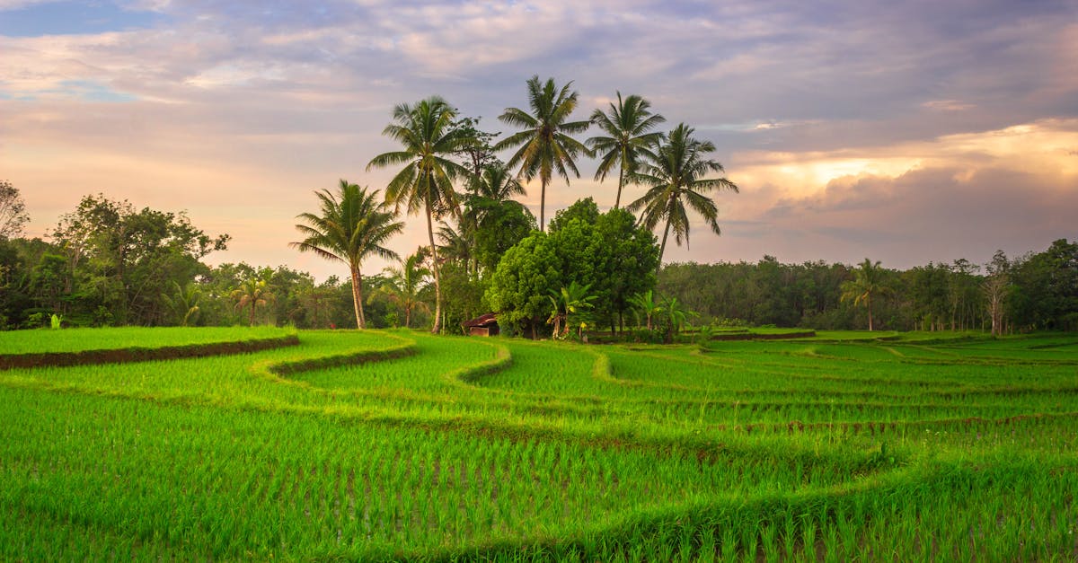 外觀與食味大比拼 草屯稻米達人選拔賽精彩回顧