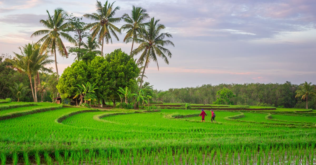外觀與食味大比拼 草屯稻米達人選拔賽精彩回顧