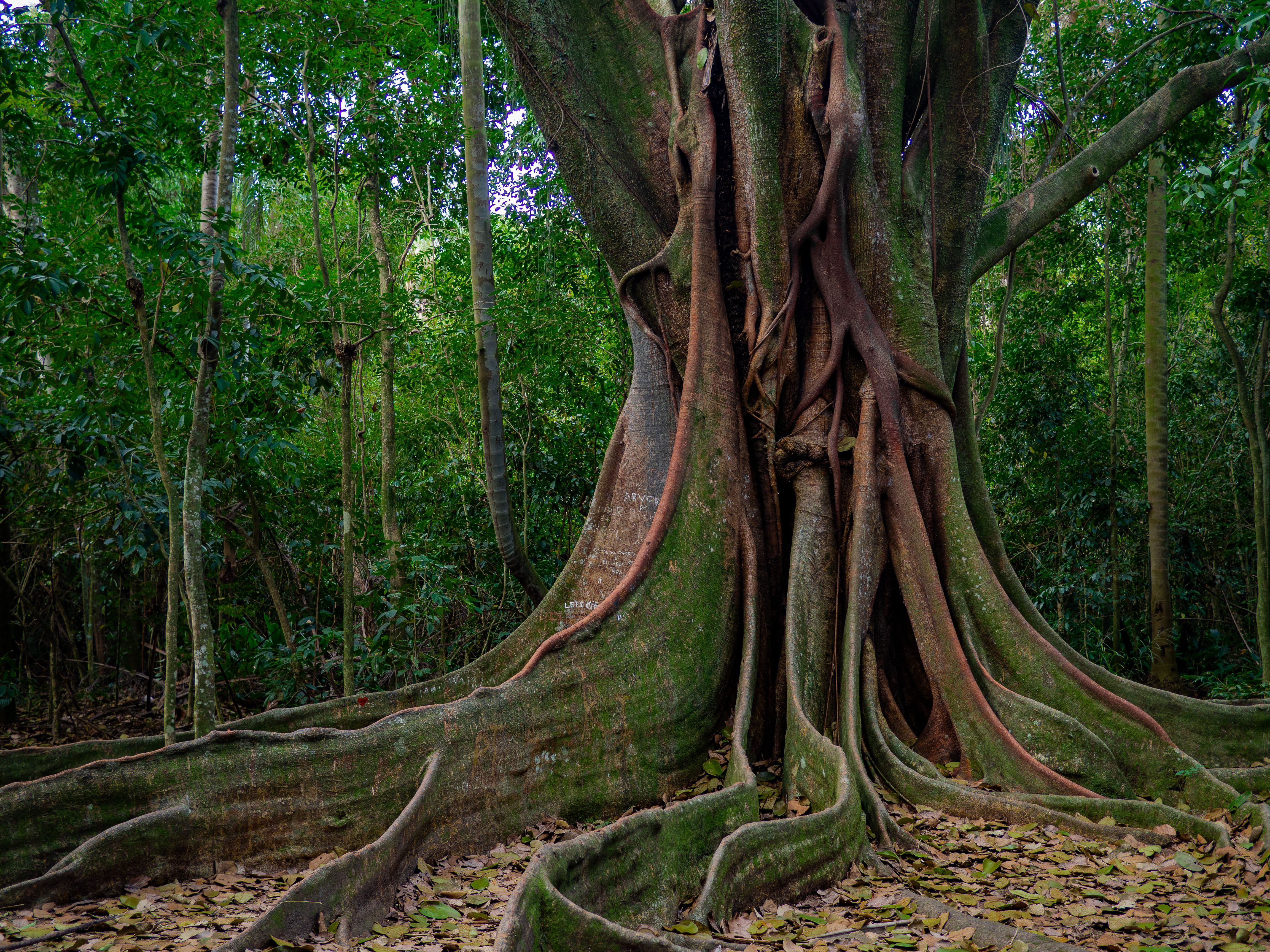 ancient tree roots in a dense green forest grove with stone circle