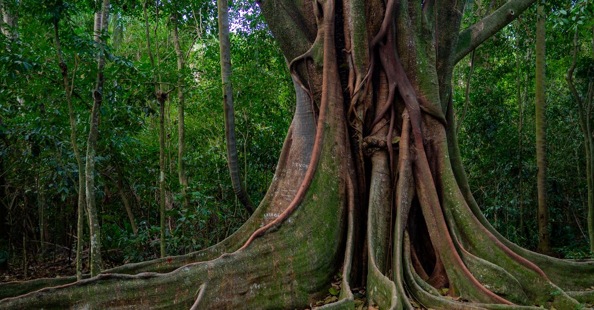 ancient tree roots in a dense green forest grove with stone circle