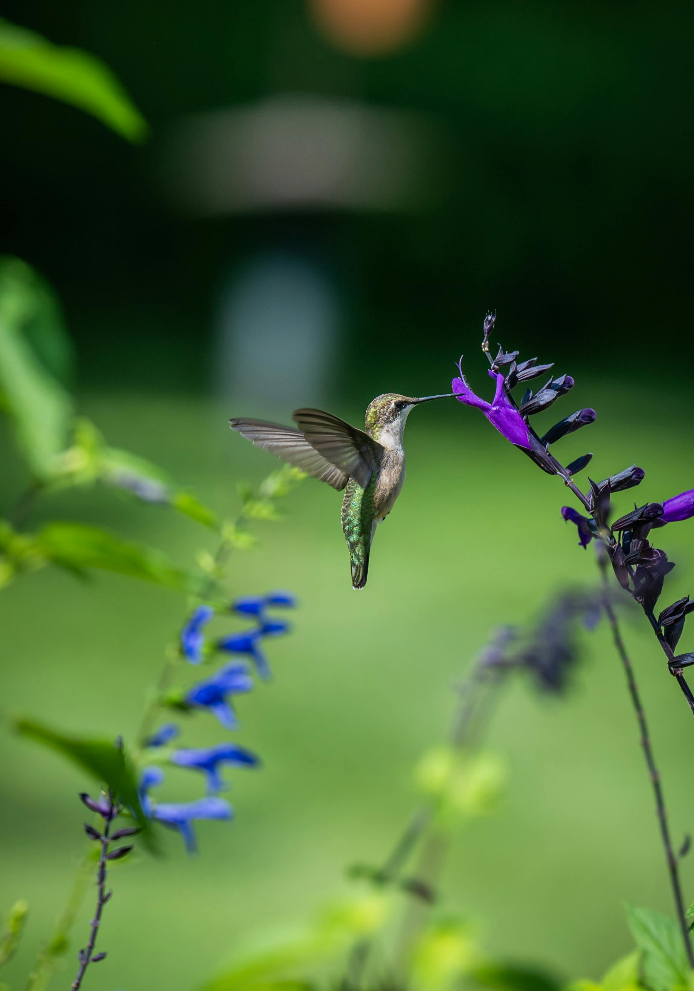 A hummingbird gracefully hovers, feeding on colorful flowers in a lush outdoor setting.