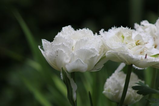 Close-up of delicate white fringe tulips in full bloom with lush green background.