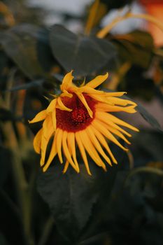 Vibrant sunflower captured in soft evening light, showcasing natural beauty in Hungary.