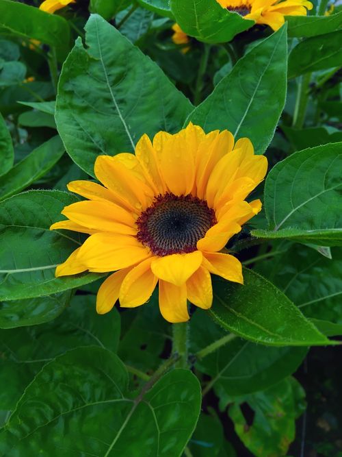 Free Close-up of a bright sunflower with lush green leaves, showcasing nature's vivid colors. Stock Photo