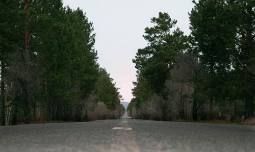 Free Tranquil asphalt road cutting through a dense pine forest in Selenge, Mongolia, under a cloudy sky. Stock Photo