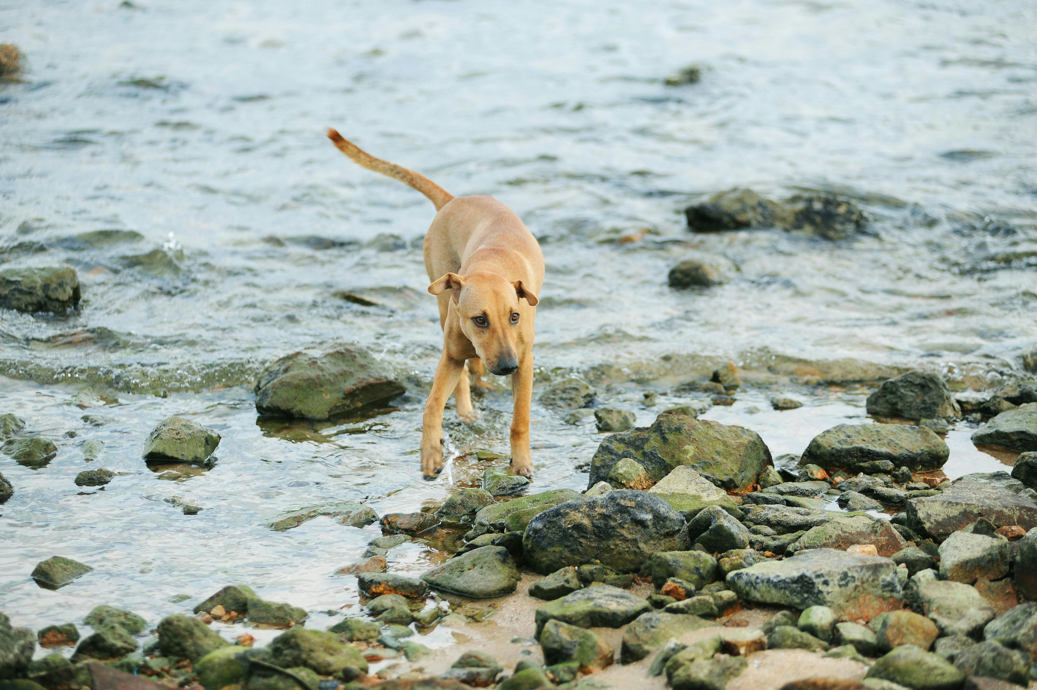 기아 K9 중고차 판매 이미지